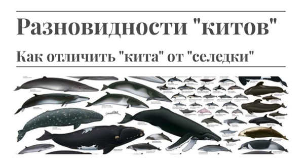 Для каждой аутсорсиноговой компании “кит” определяется процентом, который составляет новый проект от сегодняшнего годового оборота компании. 